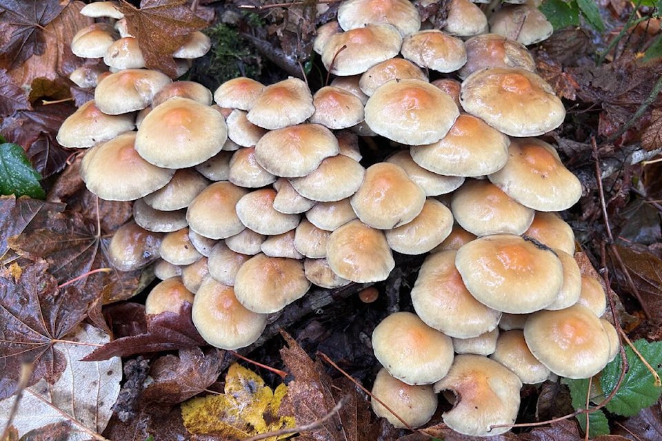 During visits early last week to the Houston Trail and Campbell Valley Regional Park, Fort 91ԭ’s Wout Brouwer took multiple pictures of mushroom growing plentiful in the warm autumn weather. (Special to 91ԭ Advance Times) 