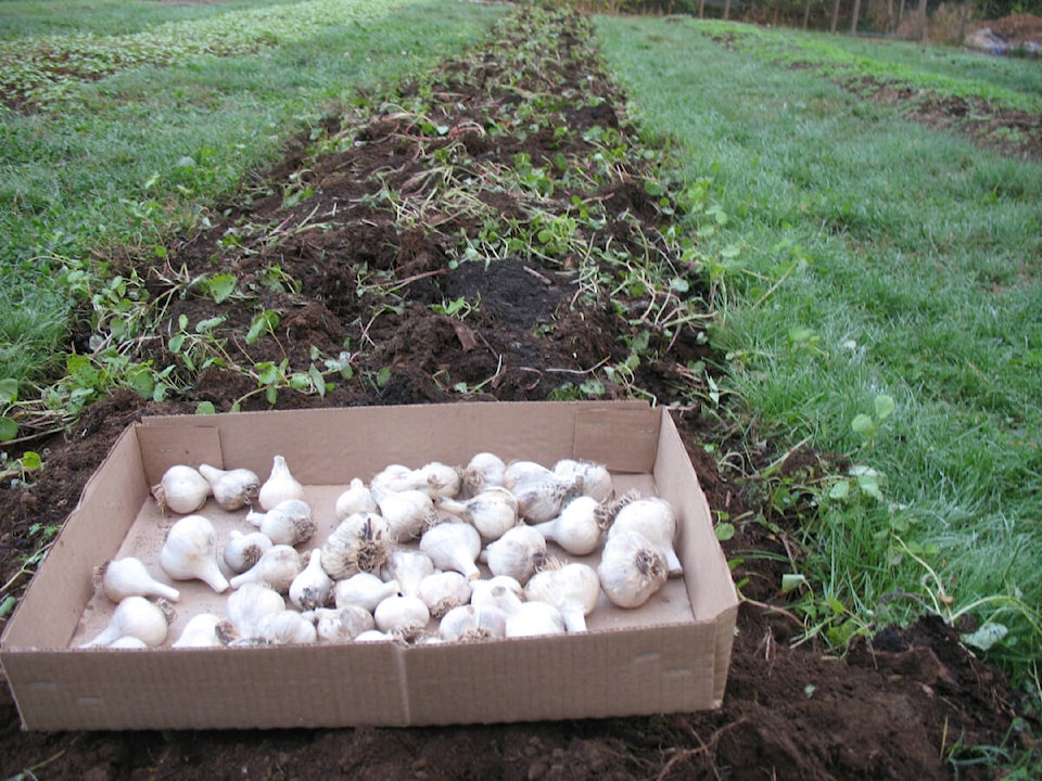 web1_221020-lco-oct20lowther-garlic_1
