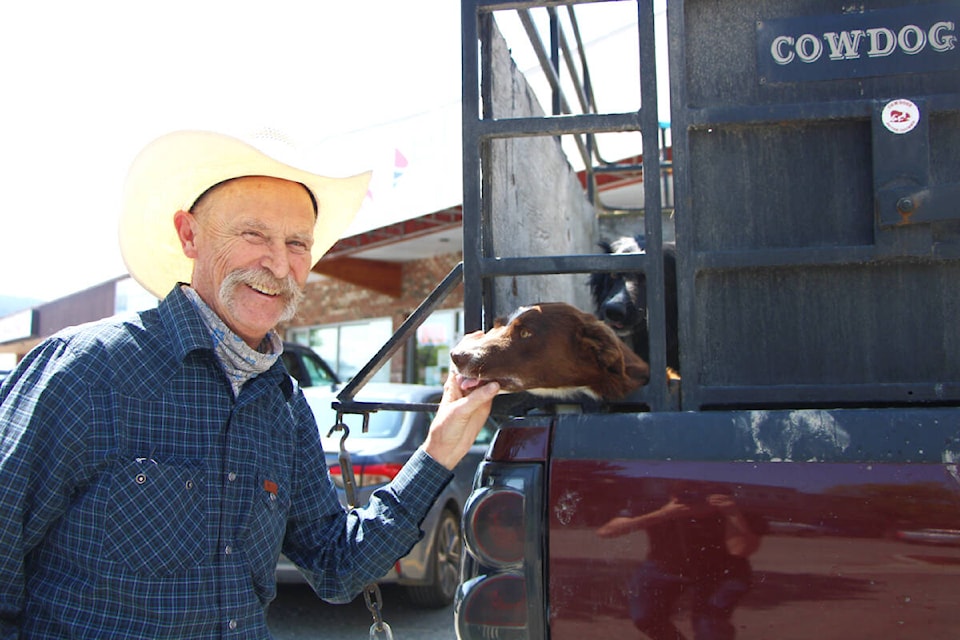 Cow dog best sale training