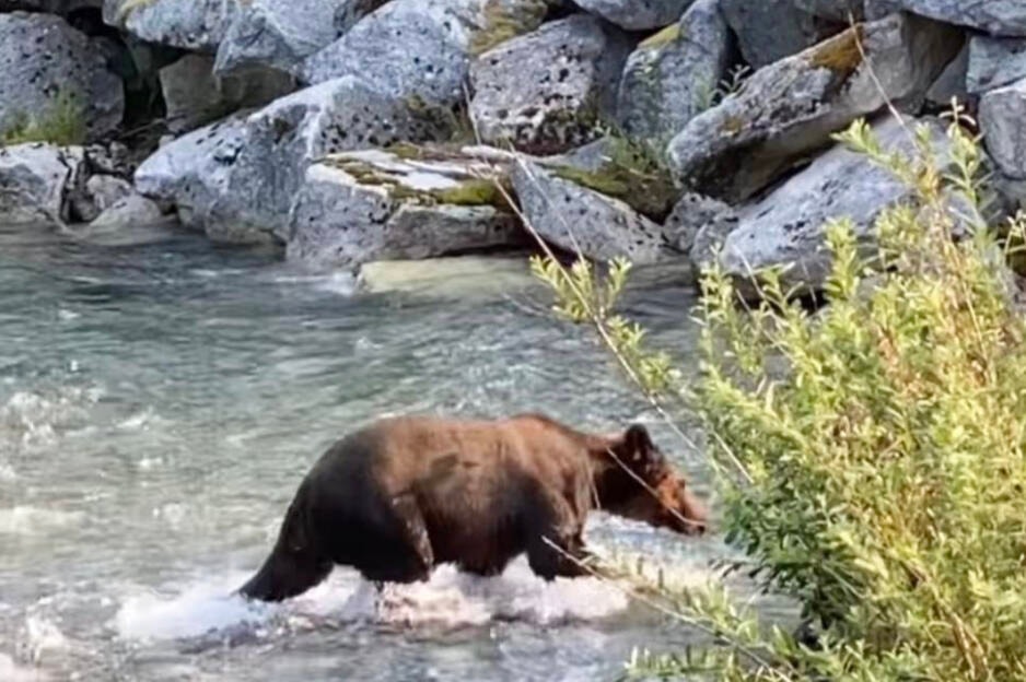 web1_230803-cma-greatbearrainforest_1