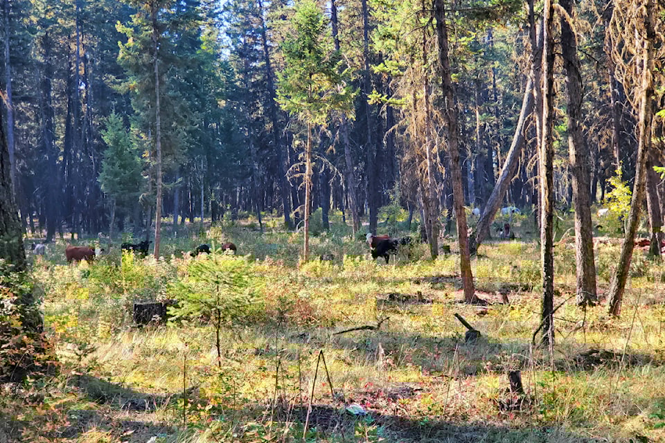 web1_230921-wlt-communityforest_4