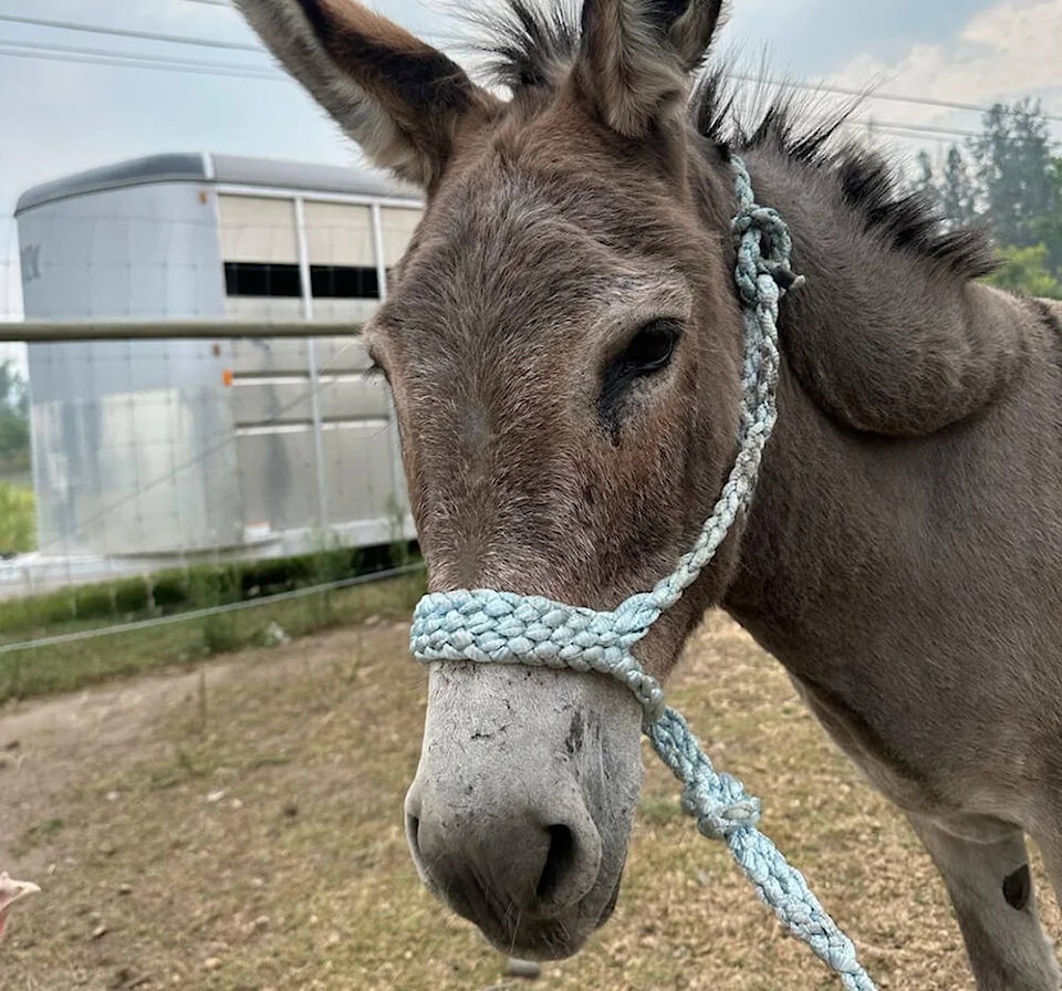 web1_231003-cpw-spca-donkey-adopted_2
