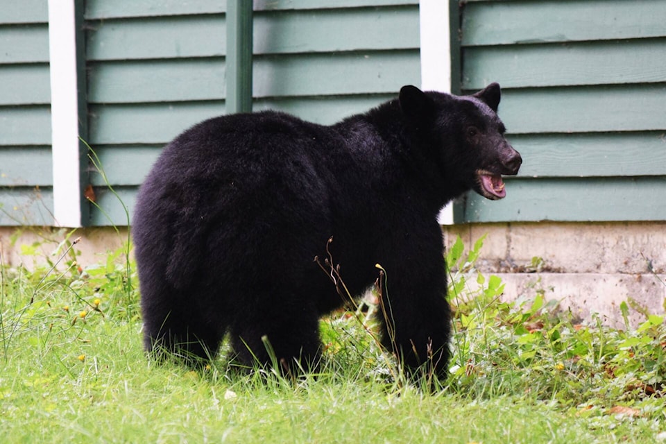 web1_231004-nig-bear-photo-bear_1