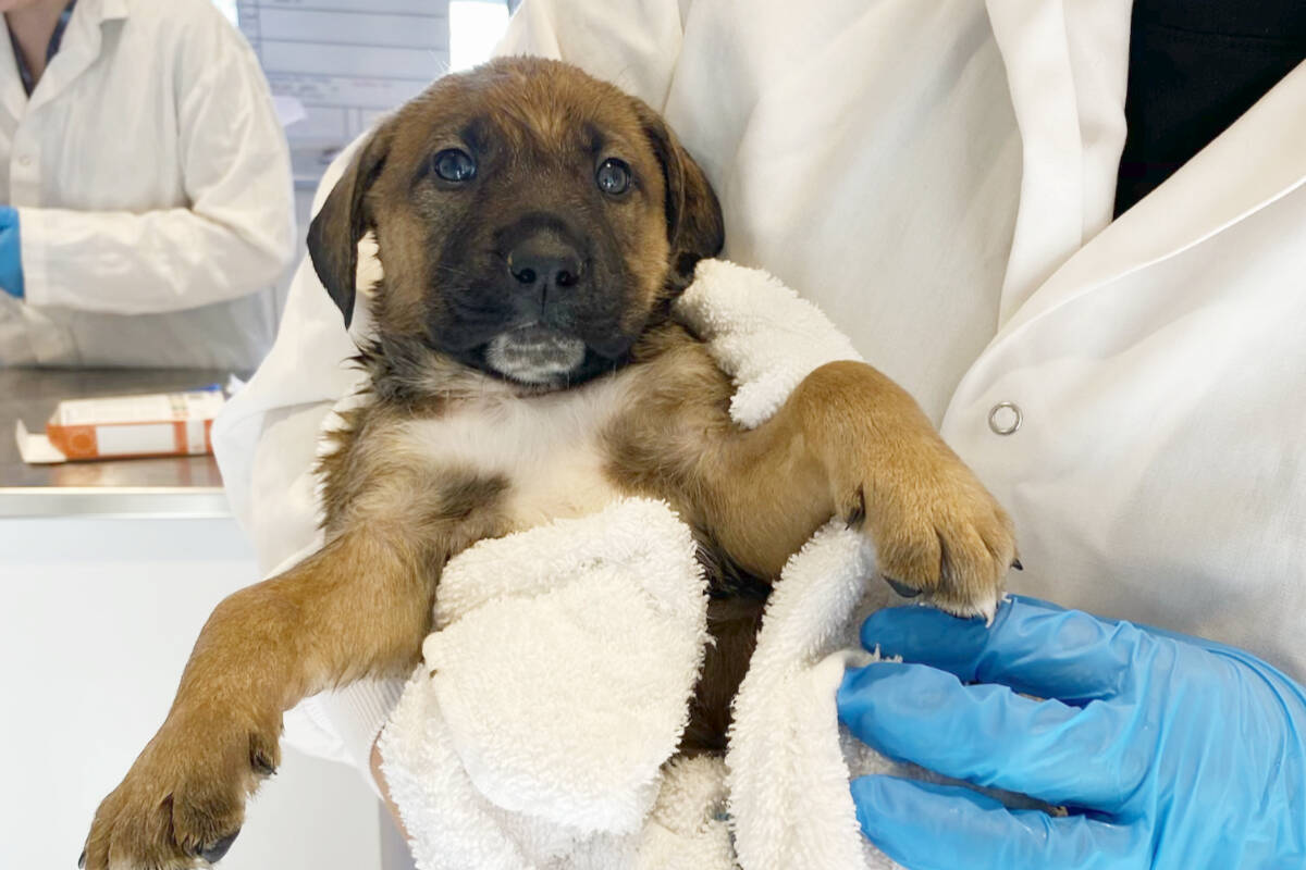 Free puppies surrey best sale bc