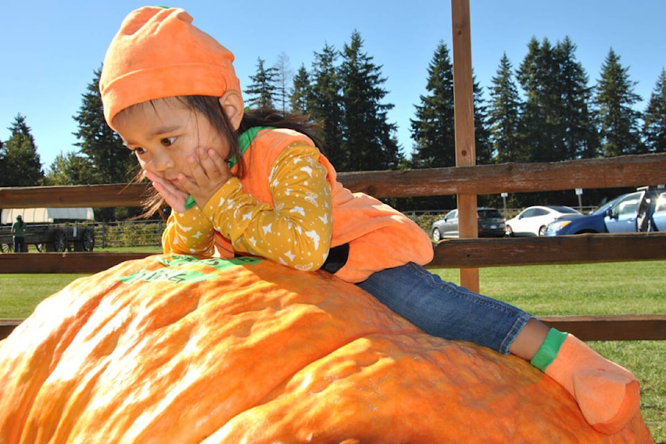 How did it get so big? Two-year-old Tara Oro of Surrey was mesmerized by the giant pumpkins at a provincial weigh-in competition at Krause Berry Farms on Saturday. She climbed atop one close to 1,000 pounds, and settled in to ponder its size. (Roxanne Hooper/91ԭ Advance Times) 