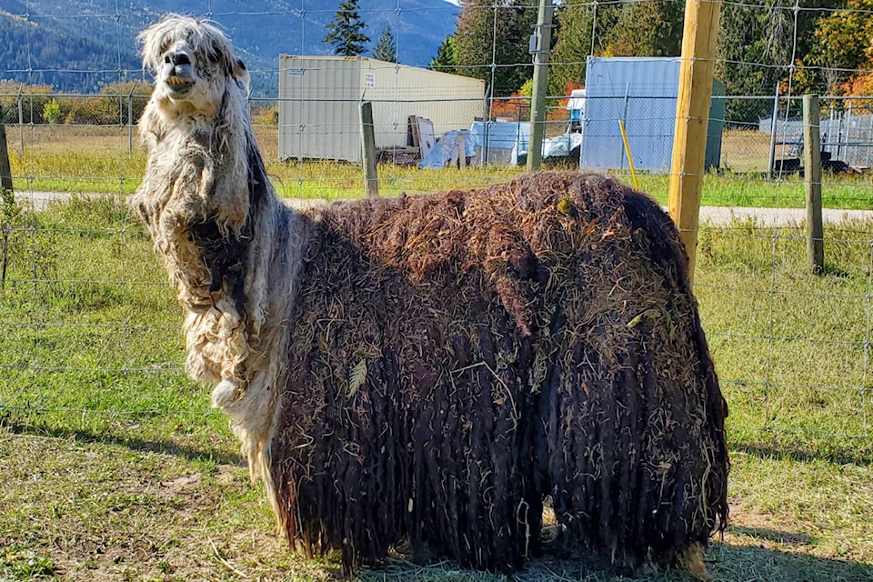 web1_231011-saa-eddie-the-alpaca