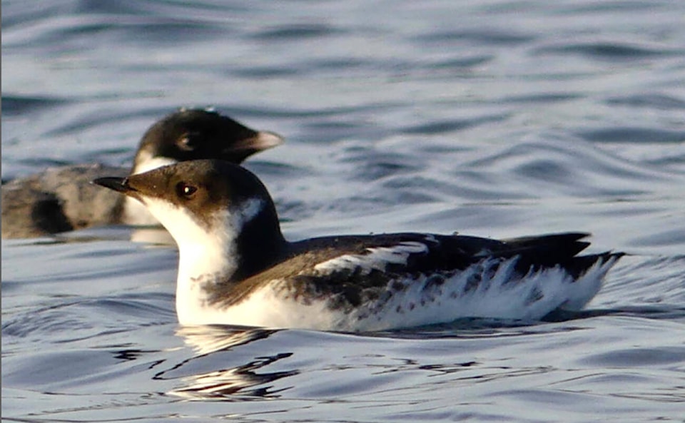 web1_231011-vne-migratory-birds-100th-_1