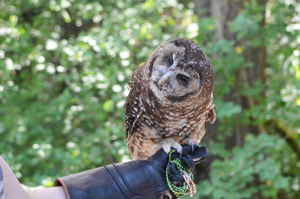 web1_231012-acc-spotted-owls-released-spottedowl_1