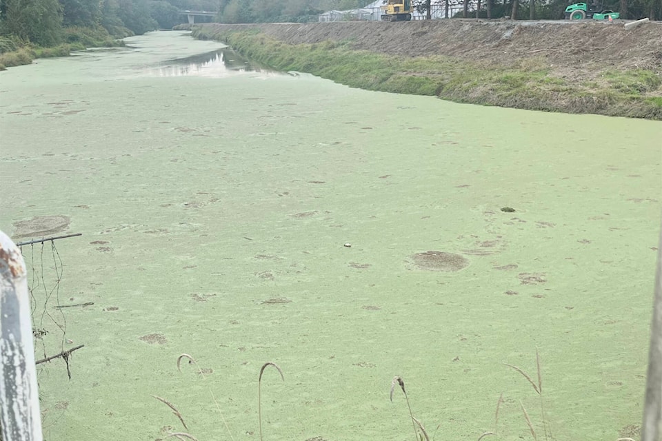 A thick, green sludge that has been visible on the Nicomekl River in South Surrey since Sept. 28 has been identified by the City of Surrey as an algae bloom. (Tricia Weel photo) 