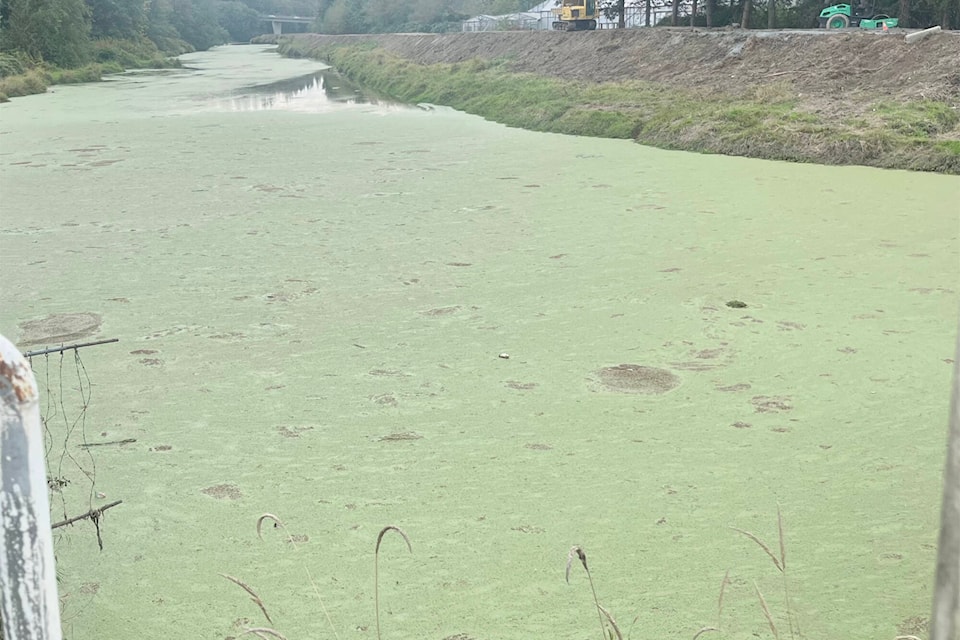 A thick, green sludge that has been visible on the Nicomekl River in South Surrey since Sept. 28 has been identified by the City of Surrey as an algae bloom. (Tricia Weel photo) 
