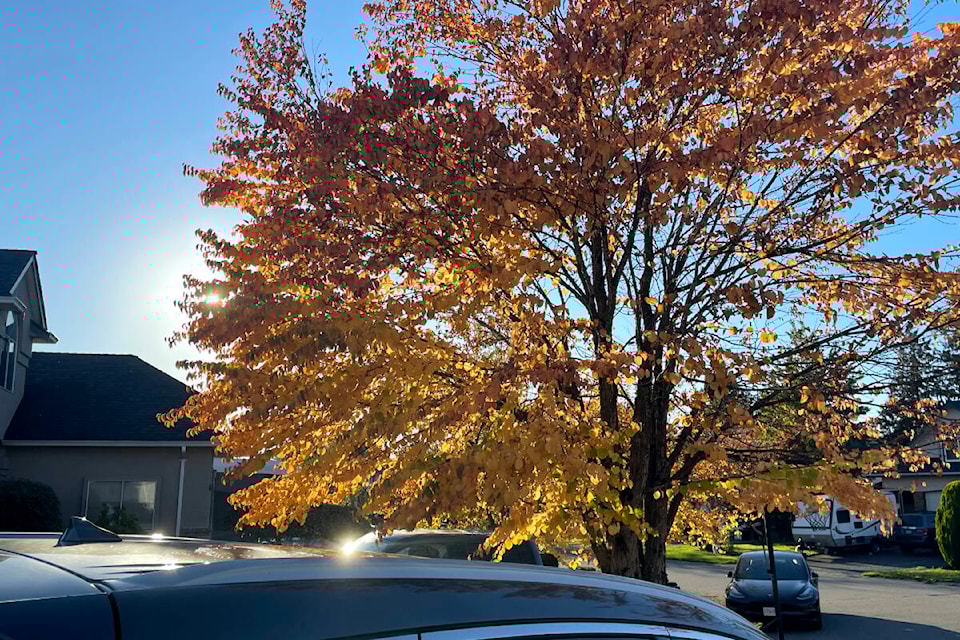 web1_231013-lat-rh-lensbuggleaves-riley_1