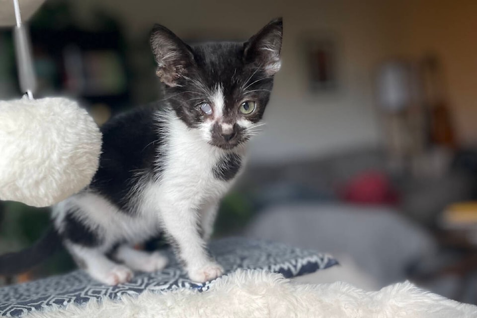 web1_231013-vne-one-eye-kitten_1