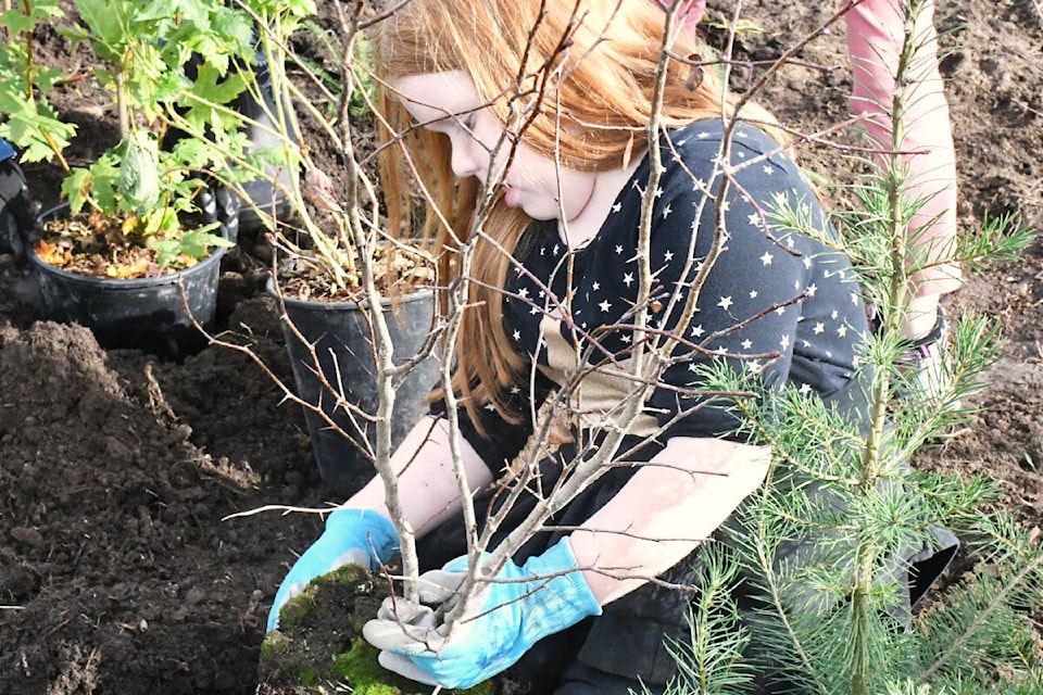 Abigail, 7, a member of the Métis youth group, helped plant trees for the mini forest at Derek Doubleday Arboretum on Saturday, Oct. 14. (Kyler Emerson/91ԭ Advance Times) 