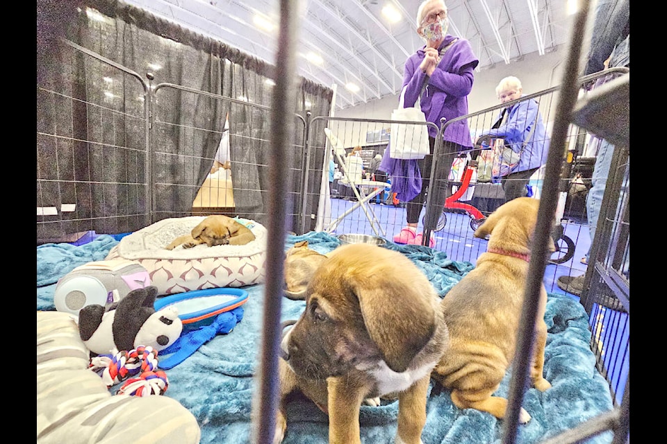 Rescued puppies Elmo, Oscar, Bert, Ernie and Abby drew considerable attention at the Young at Heart Expo held in the 91ԭ Events Centre fieldhouse on Saturday, Oct. 14. (Dan Ferguson/91ԭ Advance Times) 