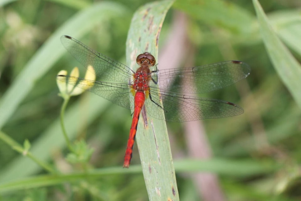 David Clements shared some of the pictures he’s taken in past at Cedar Haven Eco-Centre in Ontario. (Special to 91ԭ Advance Times) 