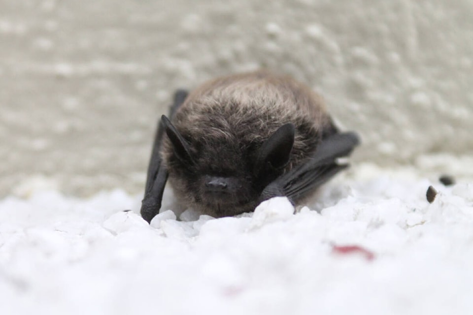 web1_231018-vne-bat-week_1