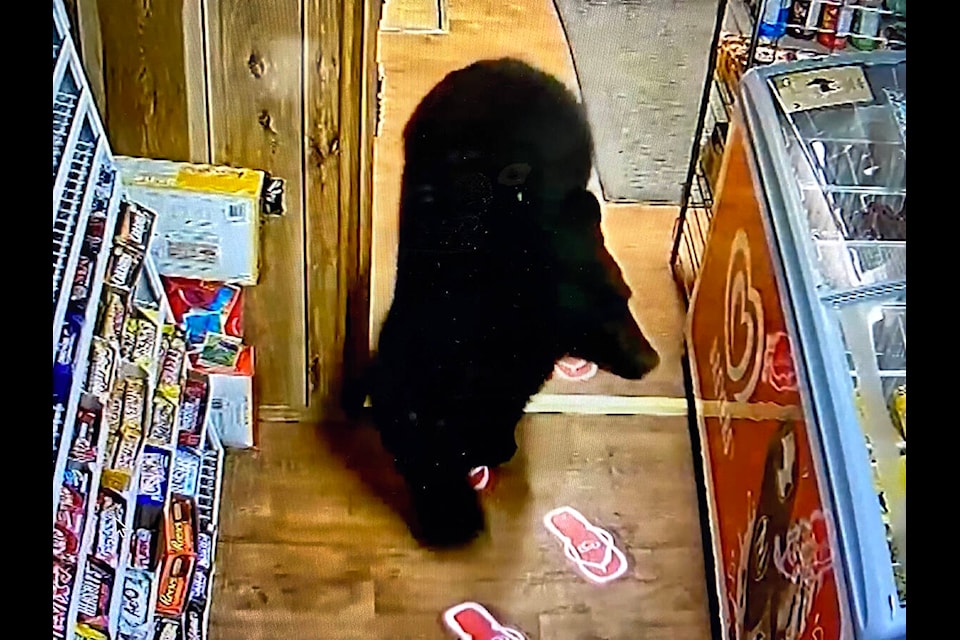 Lake Cowichan Tipton’s Gas bar on North Shore Road saw an unusual customer on Thanksgiving morning. From a screenshot of security footage a bear is seen on camera around 6:30 a.m., sniffing around the ice cream fridge and candy bar rack for a sweet treat, funny enough he settled on gummy bears. (Courtesy of Tiptons) 