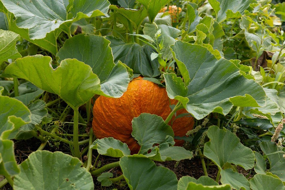 A pumpkin growing at Rondriso Farms in Surrey on Thursday, Aug. 10, 2023. (Photo: Anna Burns) 