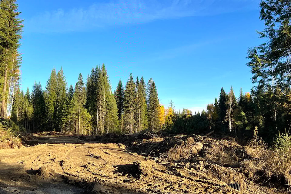 web1_231019-wlt-horsefly-logging-update-forests_11