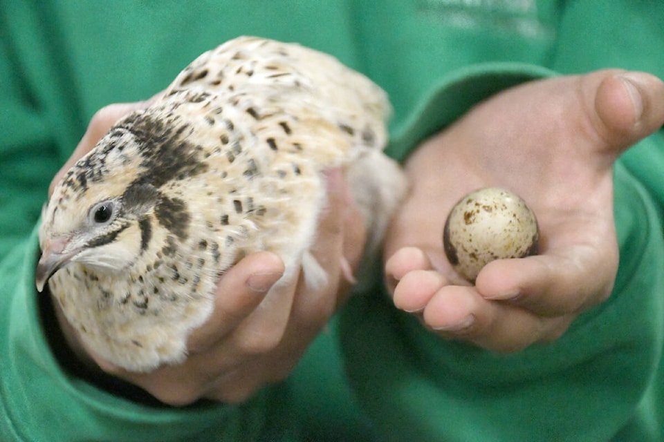 Quails, chickens, a duck, and rabbits were at the Murrayville Library on Friday, Oct. 20, 2023, courtesy of Otter 4-H. (Heather Colpitts/91ԭ Advance Times) 
