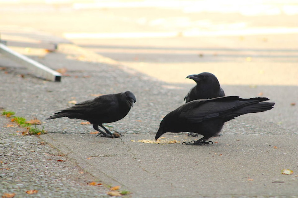 web1_231020-vne-owls-and-crows--_3