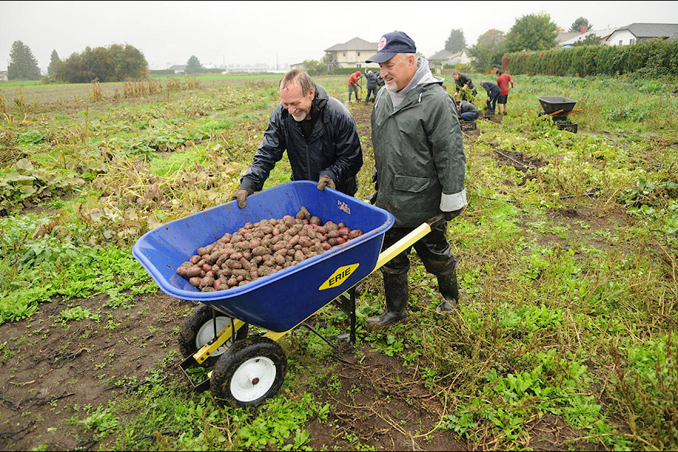 Volunteers harvest potatoes at the Sardis Secondary Farm on Oct. 19, 2023. (Jenna Hauck/ Chilliwack Progress) 