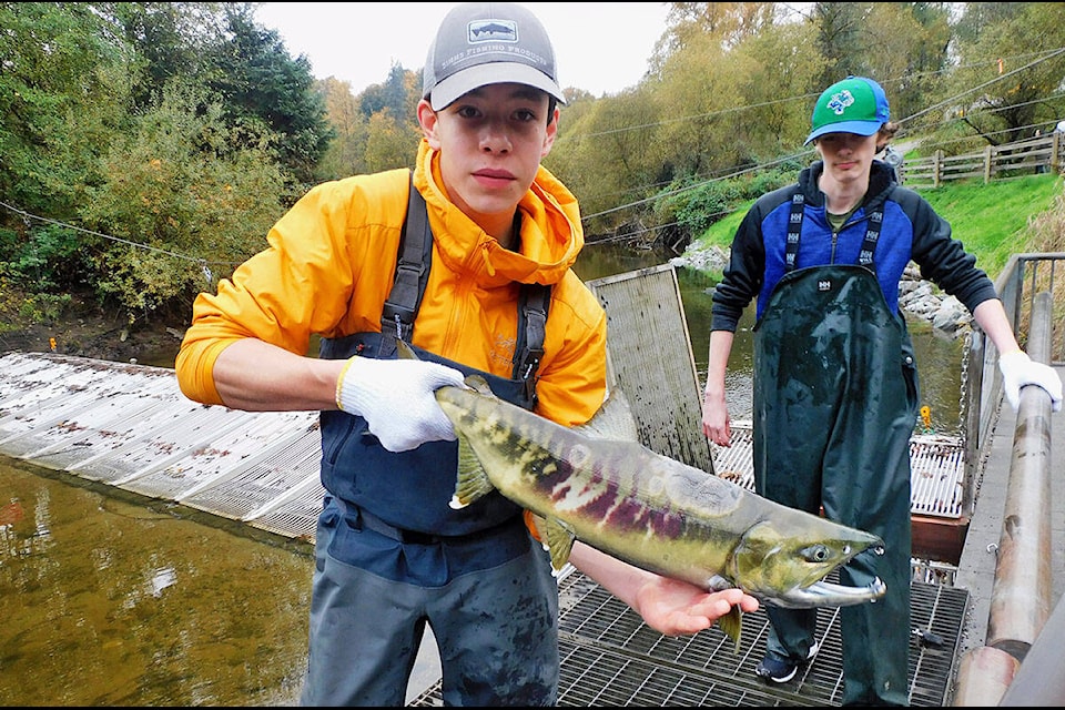 The Kanaka Education and Environmental Partnership Society hosted Return of the Salmon on Sunday, Oct. 22. (Ross Davies, KEEPS/Special to The News) 