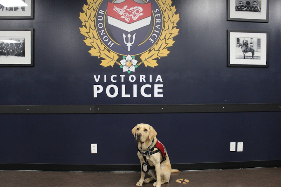 web1_231024-vne-vicpd-new-dog_1