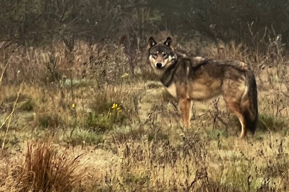 Aggressive' wolf-dog hybrid reported on the loose outside of Parksville - Parksville Qualicum Beach News