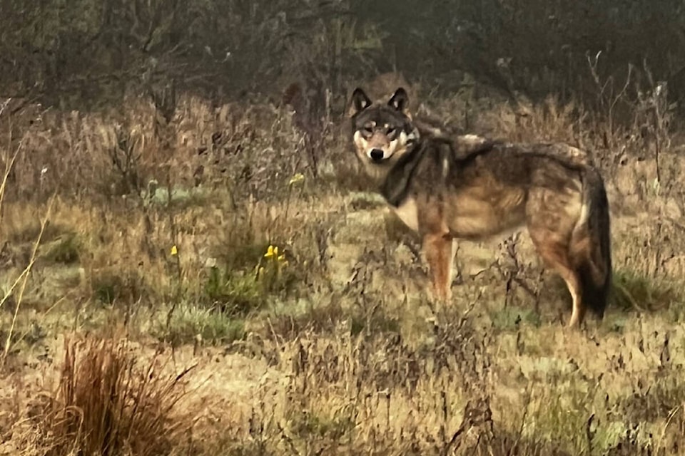 Aggressive' wolf-dog hybrid reported on the loose outside of Parksville -  Parksville Qualicum Beach News
