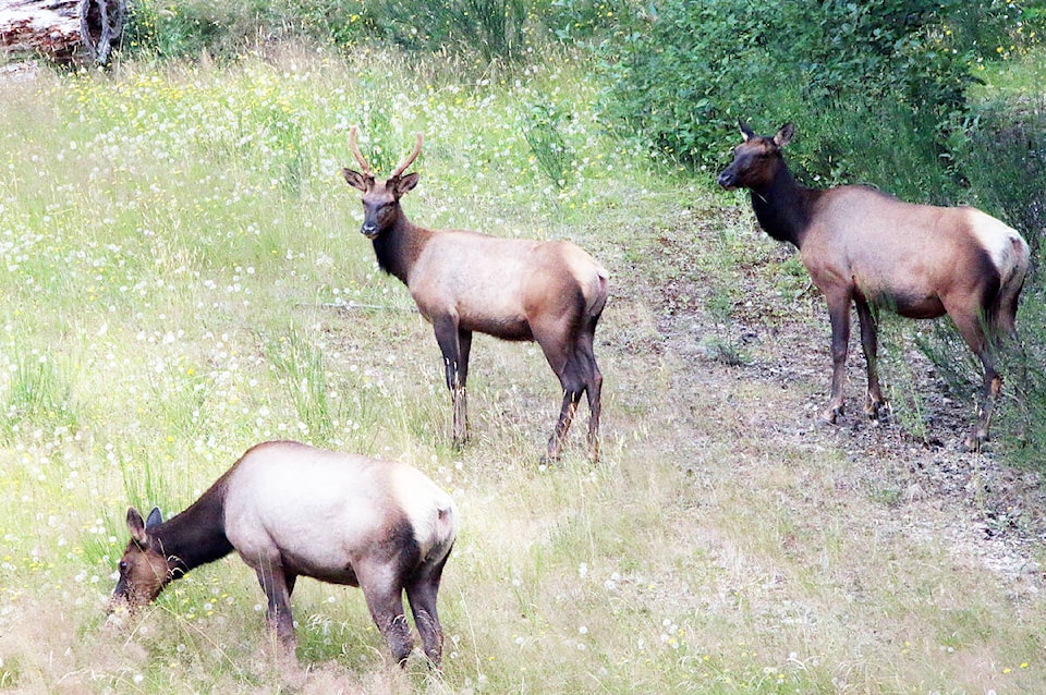 web1_231026-chc-unlawful-elk-harvest-charges_1