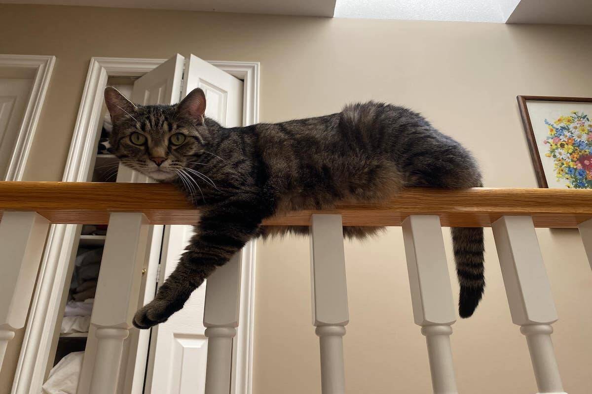 Okanagan Humane Society Adopt some ‘cattitude’ Kelowna Capital News