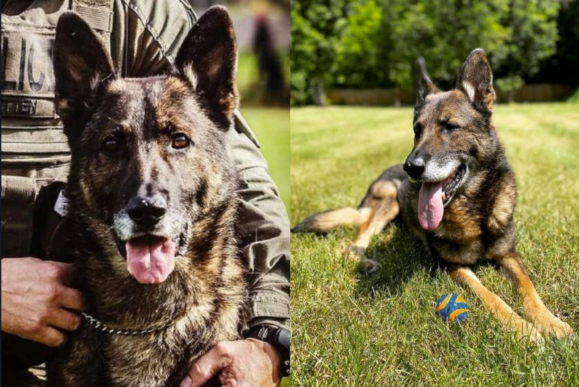 web1_231026-vms-police-dog-1_1