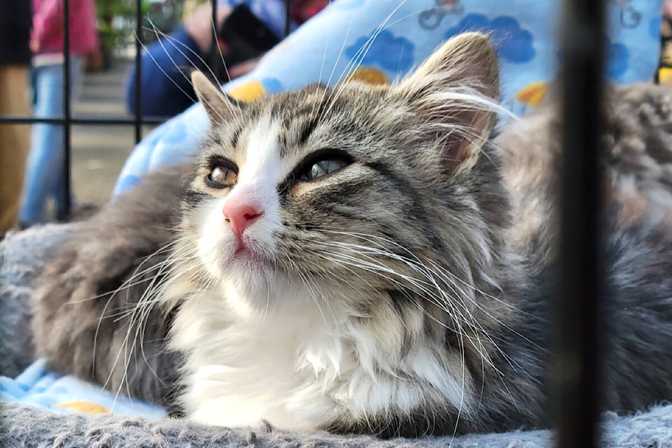  Cedar Rim Nursery is hosting CARES two-day adoption event with dozens of kitties available on Saturday and Sunday, Oct. 28 and 29. (Kyler Emerson/91ԭ Advance Times) 