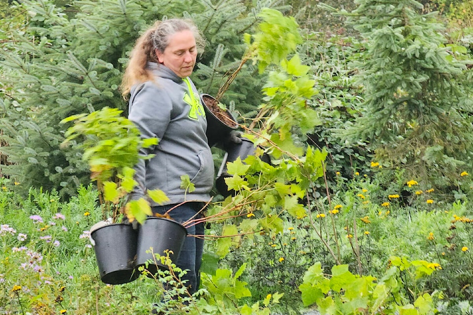 Dozens of volunteers from LEPS, TD Bank and Girl Guides helped plant 350 trees and shrubs along Arbour Ribbon Trail in 91ԭ on Saturday, Oct. 21, for TD Tree Day. (Dan Ferguson/91ԭ Advance Times) 