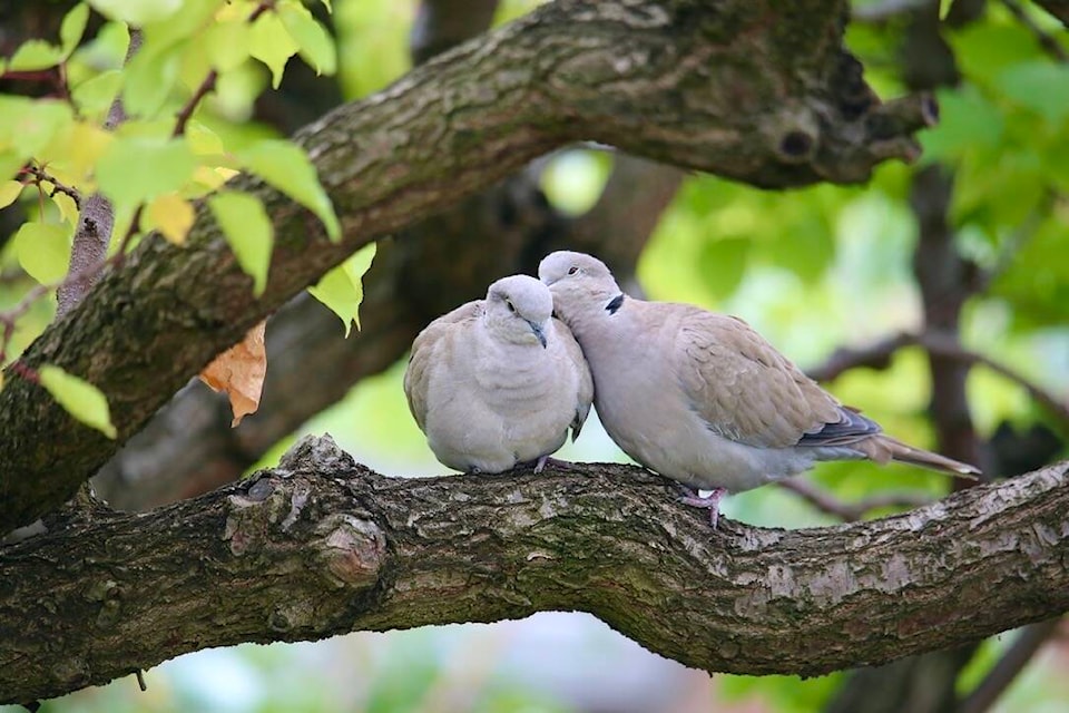 Ron Wilson snapped this perfectly framed image in Vernon, showing one ring-necked dove sharing a secret with another. What do you think it’s cheeping? Photo: Ron Wilson 