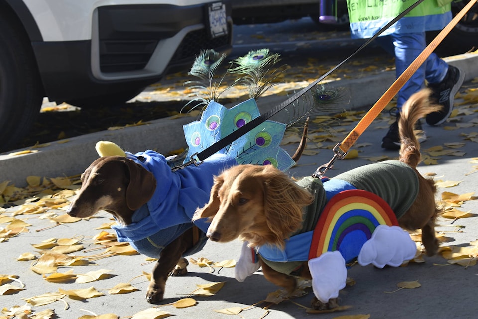 web1_231101-pwn-halloweenie-halloweeniedogs_1