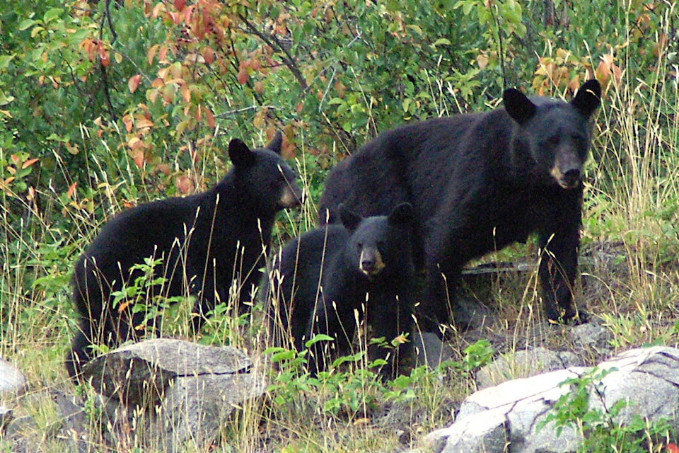 web1_231102-trl-wildsafe-bears-killed-dg_1