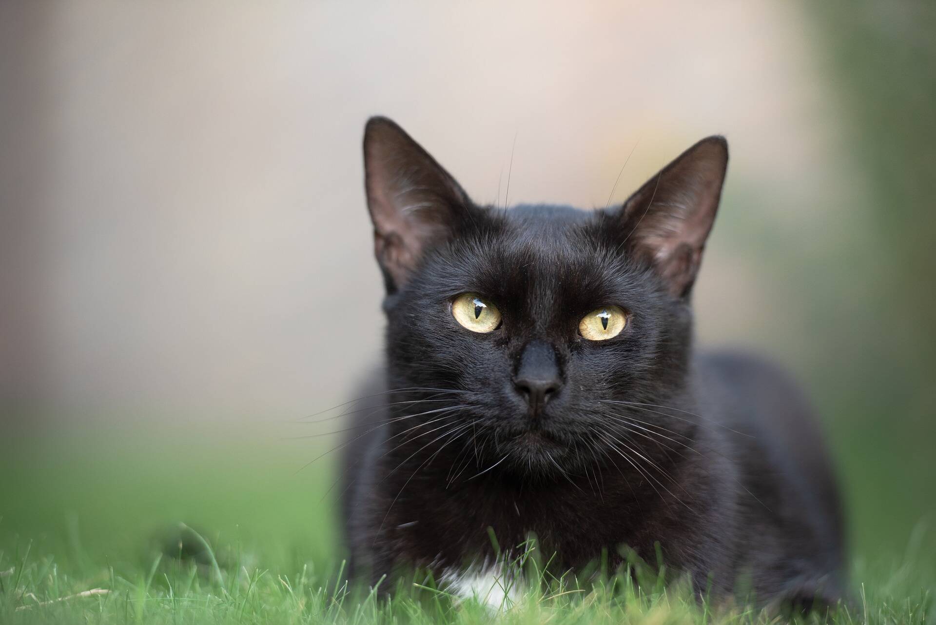 Okanagan sales humane society