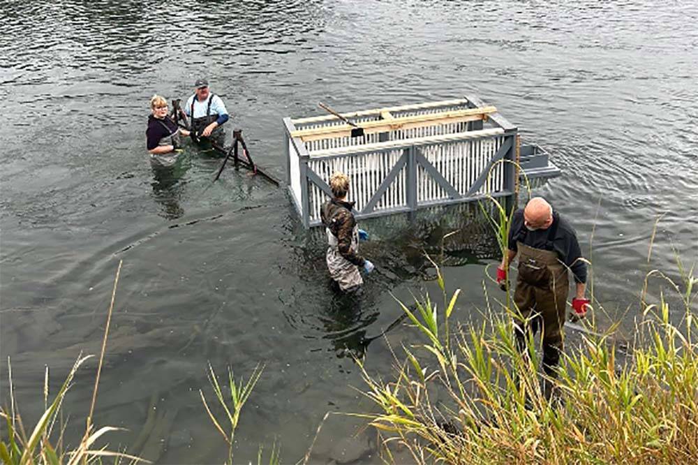 Sumas First Nation collects data on fish as part of pilot project