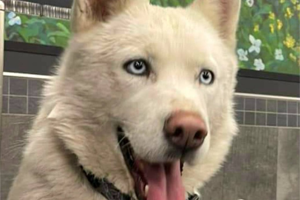 web1_cropped-female-husky-_img_1698178821019