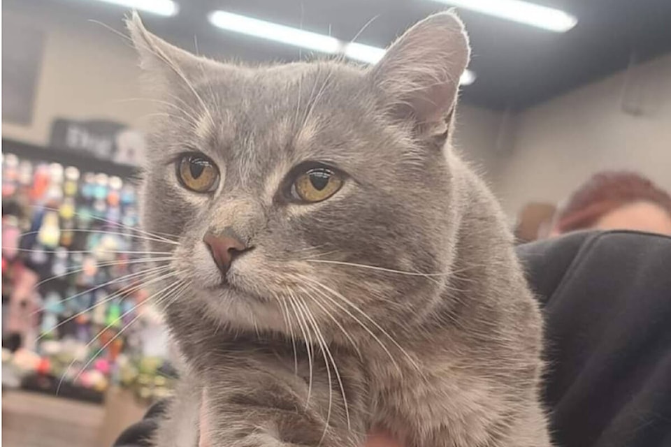 web1_cropped-female-tabby-_20231024_124218_facebook