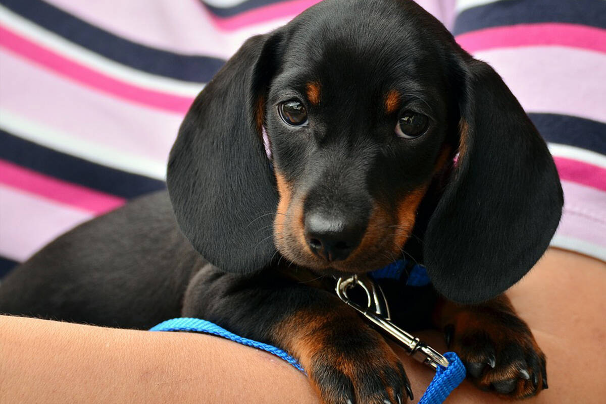Spca dachshund sales