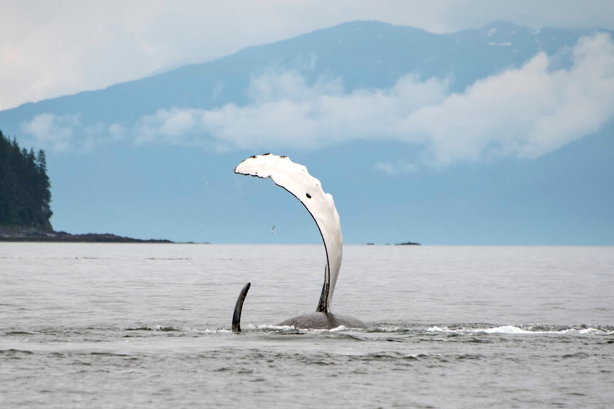 Des chercheurs composent une symphonie scientifique à partir des données sur les chants des baleines de la Colombie-Britannique