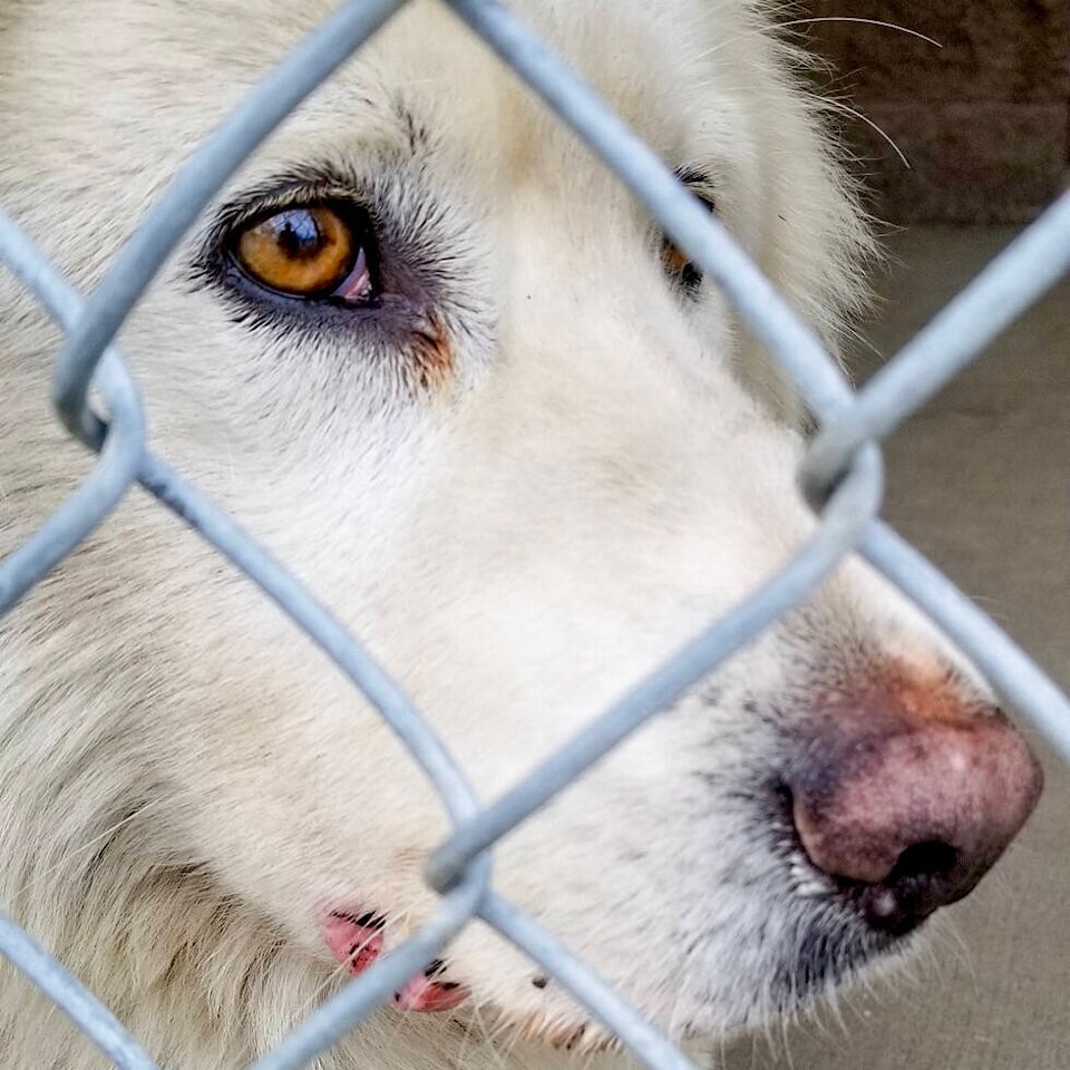 web1_190327-bpd-spcarescue-1_ne20193251786218