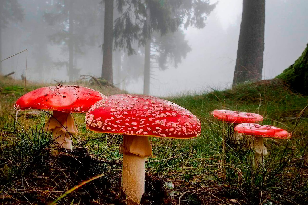 B.C. conditions are magic for mushrooms in bumper season for fungi
