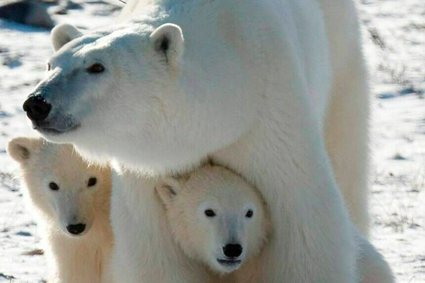 Science peers go back centuries to map the possible future of polar bears