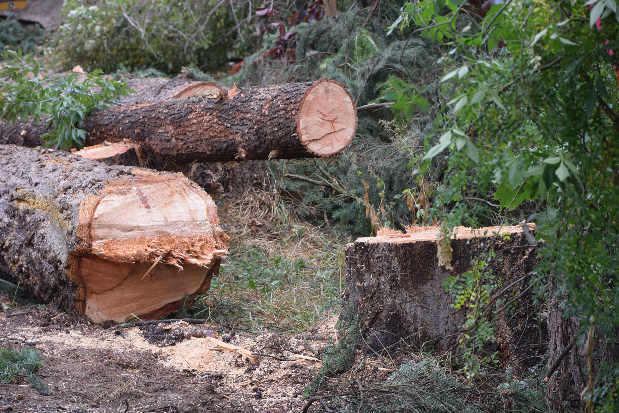 Revised Salmon Arm tree removal bylaw to focus on protection Kelowna Capital News