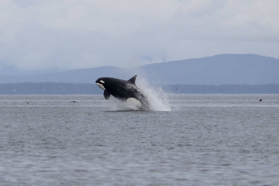 web1_230215-cvr-n-orcas-1_3