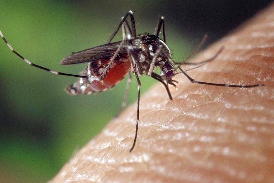 web1_230817-pnr-mosquitoincrease-mosquitoes_1